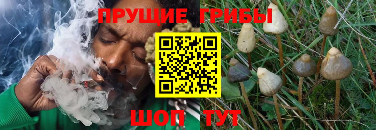 Унеча  Псилоцибиновые грибы GOLDEN TEACHER  Вход с VPN  Галлюциногенные грибы Psilocybe 
